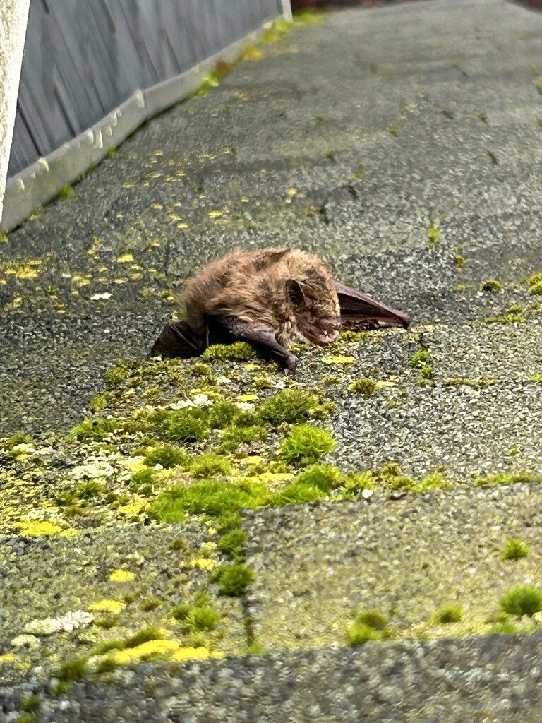 Bat Removal - Thomas Pest 