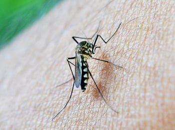 mosquito-213806_640 mosquito-213806_640