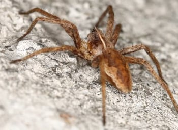 spider spider